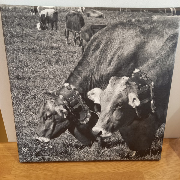 hochwertige Leinwand, Fotografie "Kühe" beim Viehscheid", 30 * 30 cm