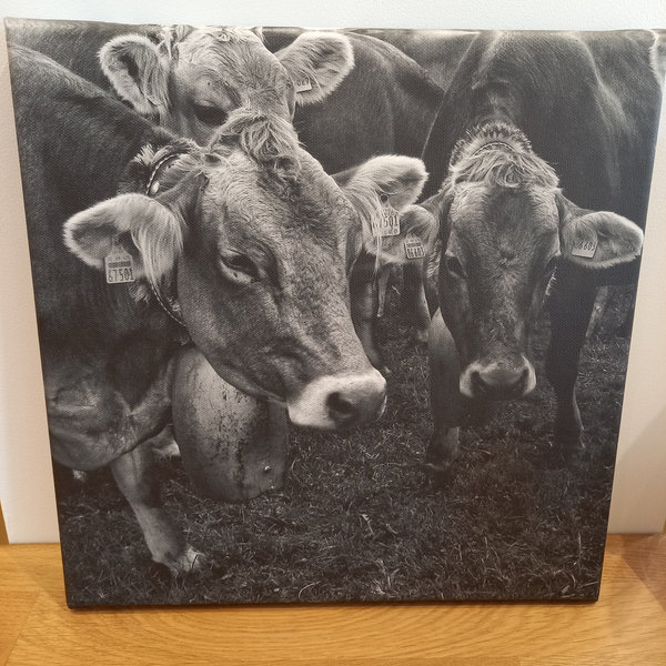 hochwertige Leinwand, Fotografie "Kühe" beim Viehscheid", 30 * 30 cm